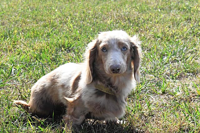 Dachshund Puppies media 5