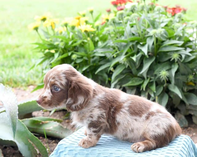 Dachshund Puppies media 3