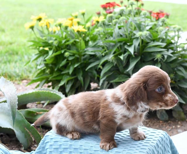 Dachshund Puppies media 2