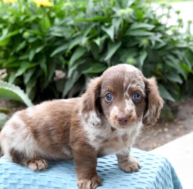 Dachshund Puppies media 4