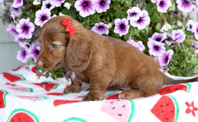 Dachshund Puppies media 2