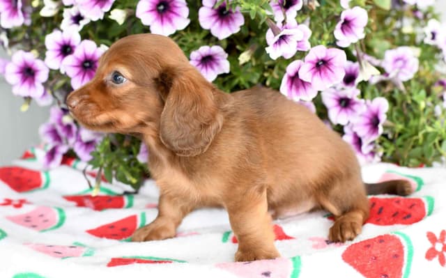 Dachshund Puppies media 5
