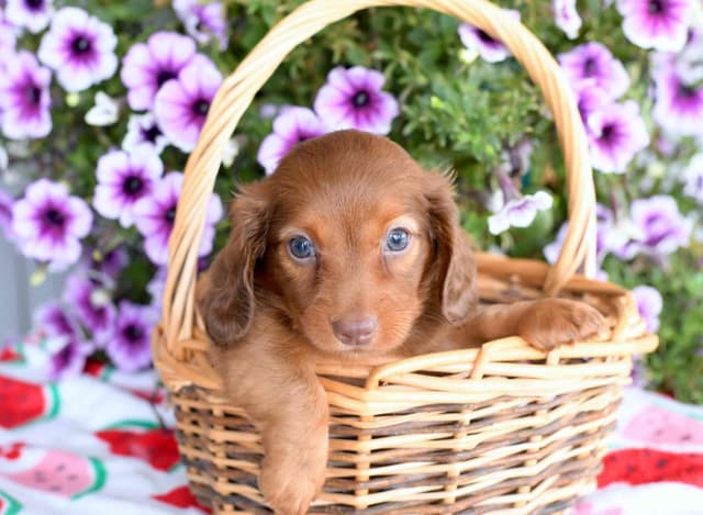 Dachshund Puppies media 4