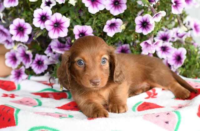 Dachshund Puppies media 6