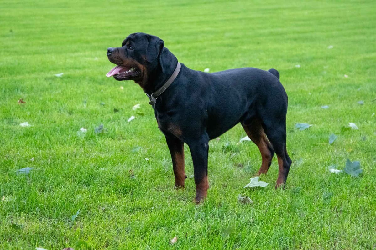 German Rottweiler Puppies breeder image 1