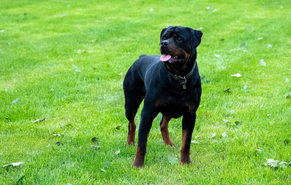 German Rottweiler Puppies breeder image 4