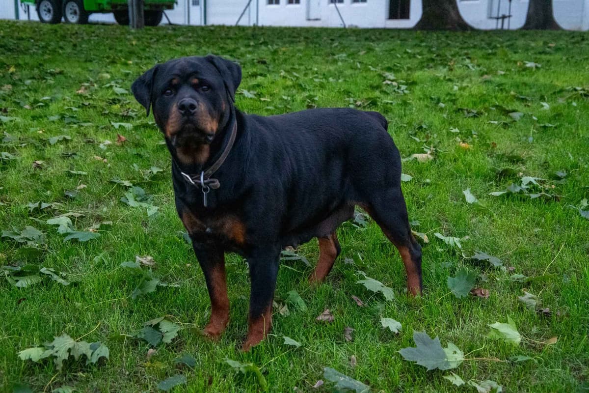 German Rottweiler Puppies breeder image 3
