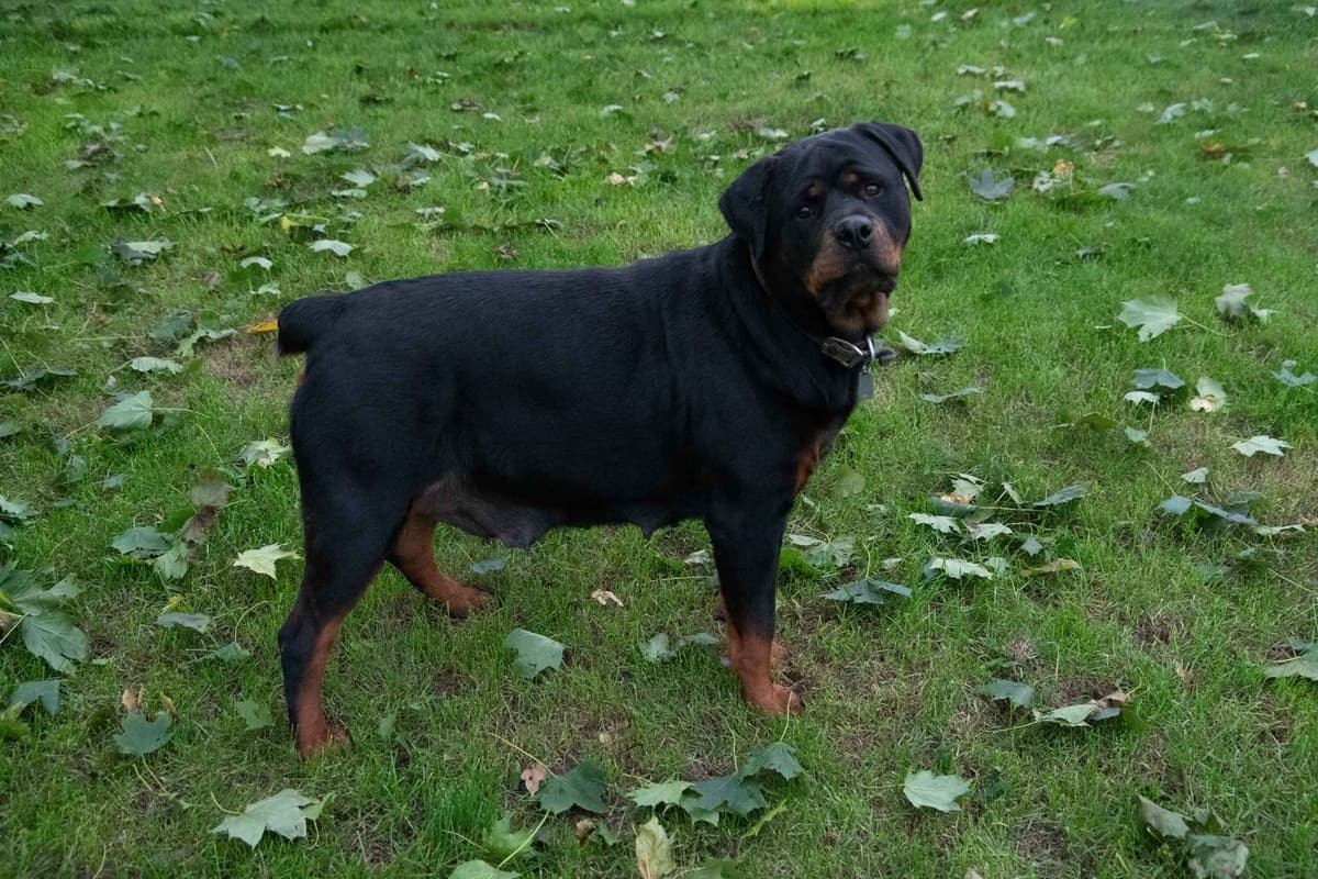 German Rottweiler Puppies breeder image 5