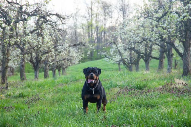 German Rottweiler Puppies media 2