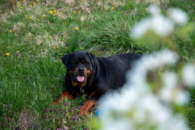 German Rottweiler Puppies media 3