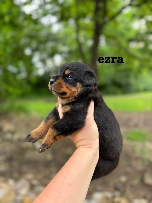 German Rottweiler Puppies media 4