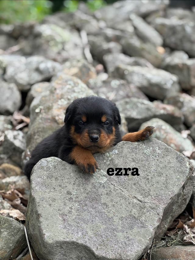 German Rottweiler Puppies media 5