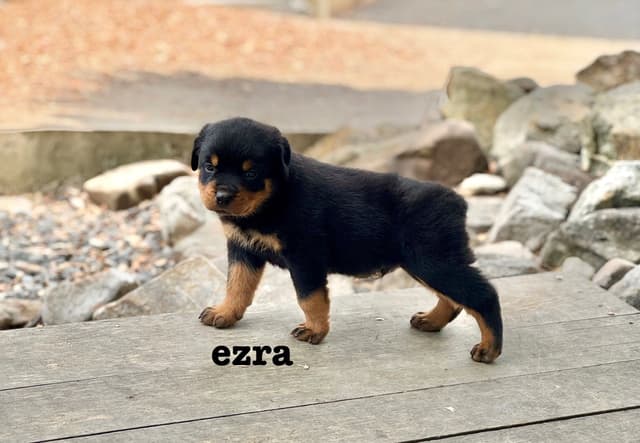 German Rottweiler Puppies media 6