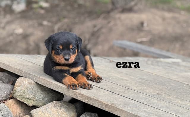German Rottweiler Puppies media 7