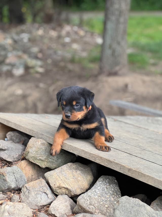 German Rottweiler Puppies media 8