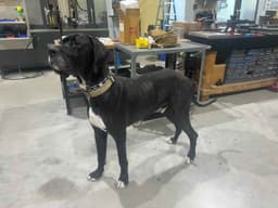 Great Dane Puppies thumbnail 5