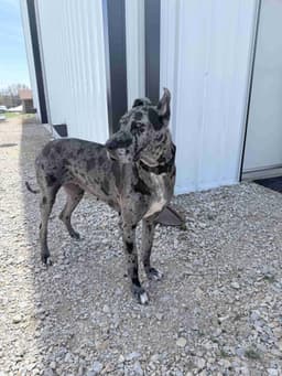Great Dane Puppies thumbnail 4