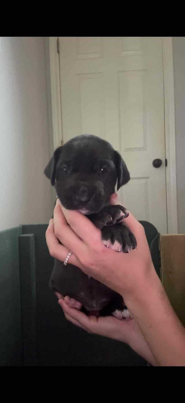 Great Dane Puppies media 4