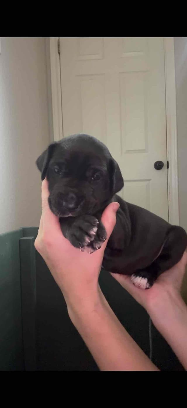 Great Dane Puppies media 3