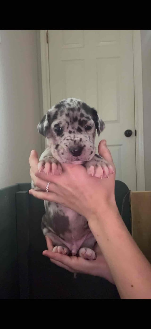 Great Dane Puppies media 2