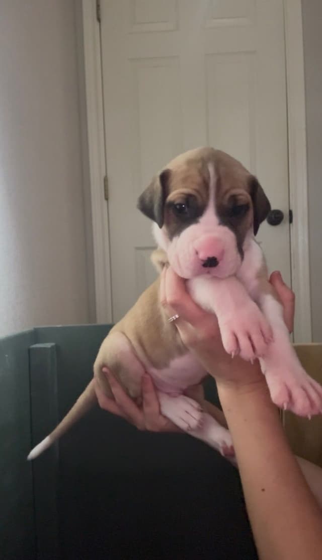 Great Dane Puppies media 5