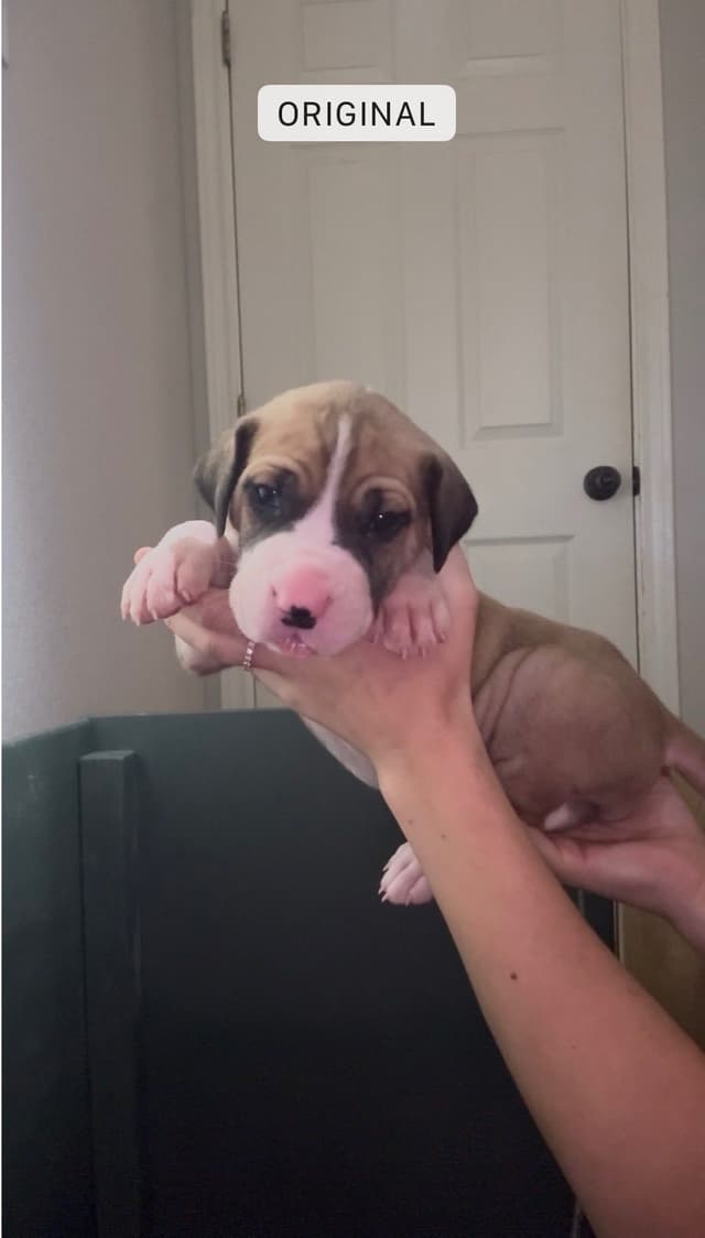 Great Dane Puppies media 6