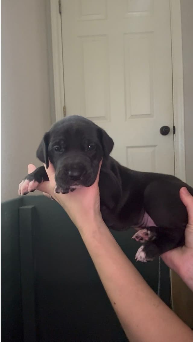 Great Dane Puppies media 7