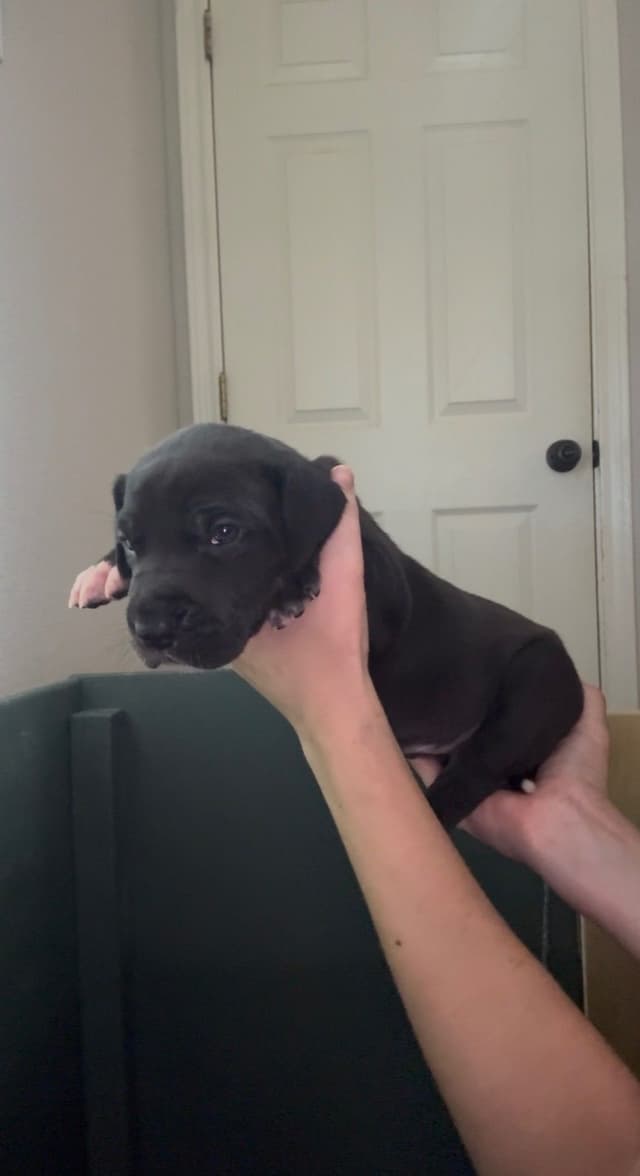 Great Dane Puppies media 8