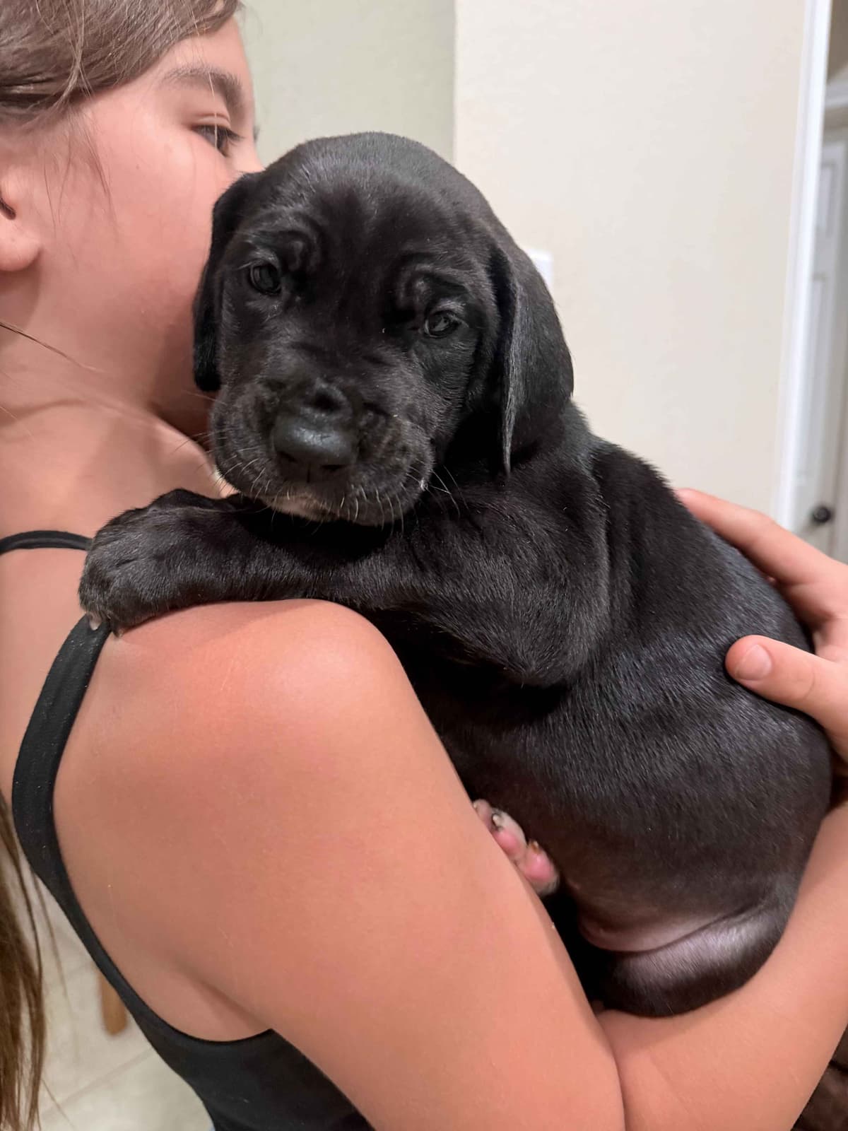 Great Dane Puppies photo 3