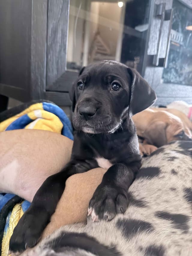 Great Dane Puppies