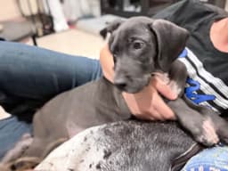 Great Dane Puppies thumbnail 7