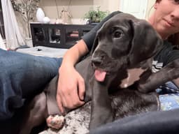 Great Dane Puppies thumbnail 6