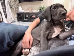 Great Dane Puppies thumbnail 8