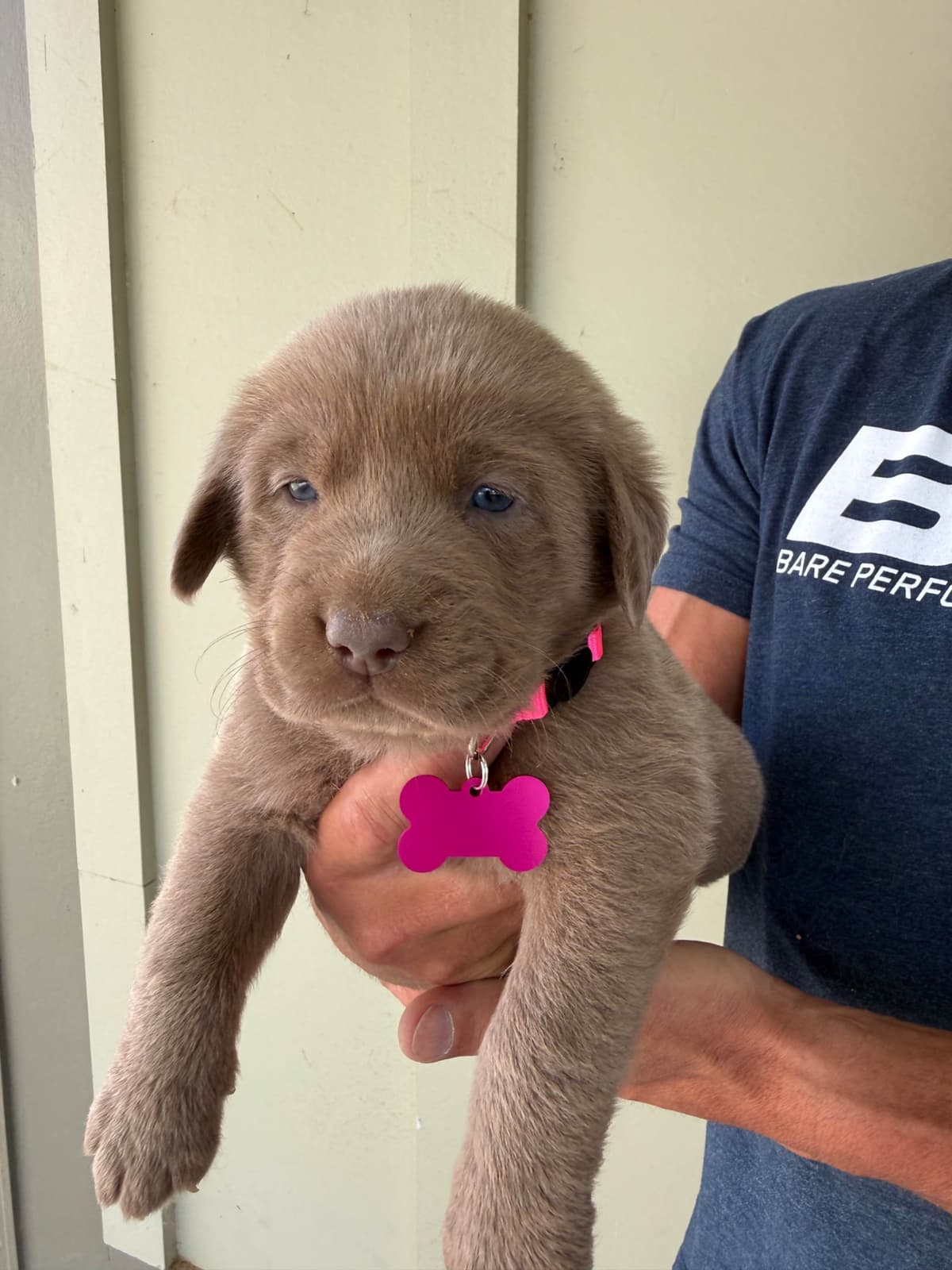 Silver Labrador Retriever Puppies breeder image 4