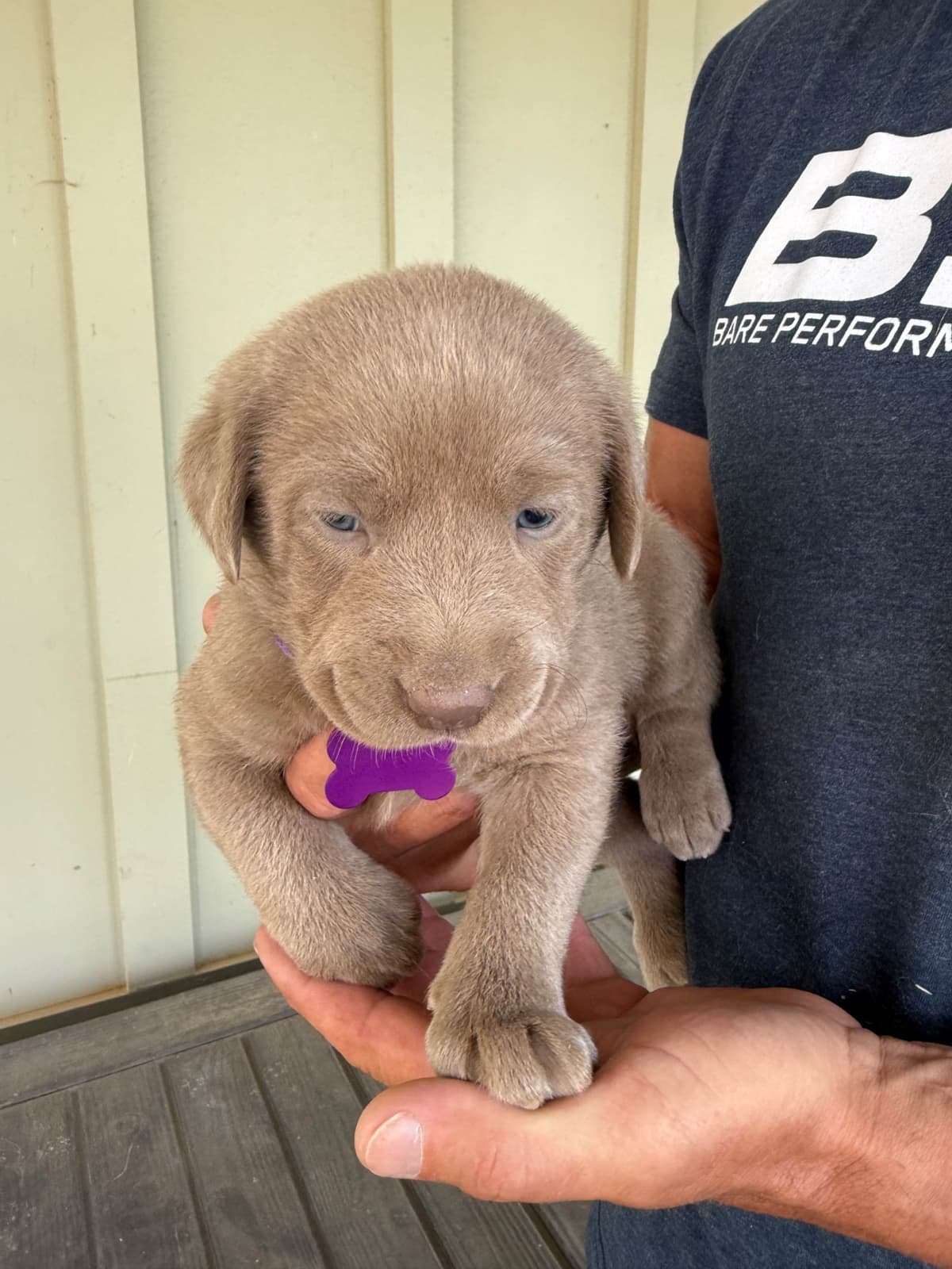 Silver Labrador Retriever Puppies breeder image 7
