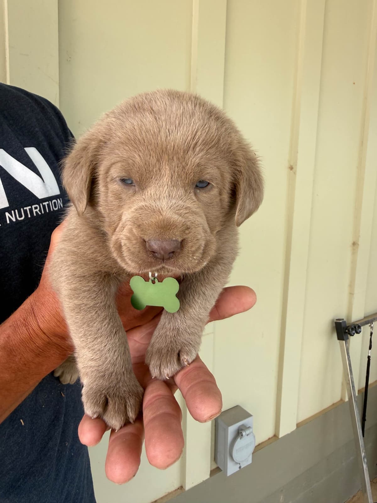 Silver Labrador Retriever Puppies breeder image 13