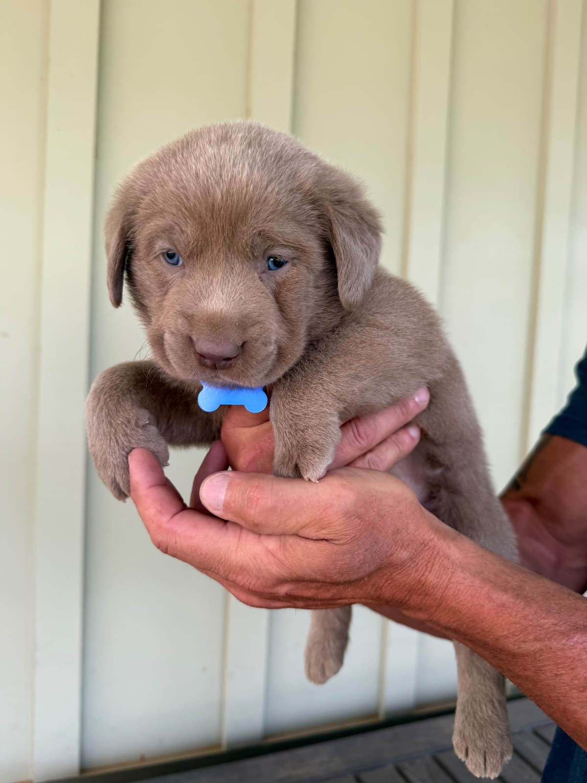 Silver Labrador Retriever Puppies breeder image 10