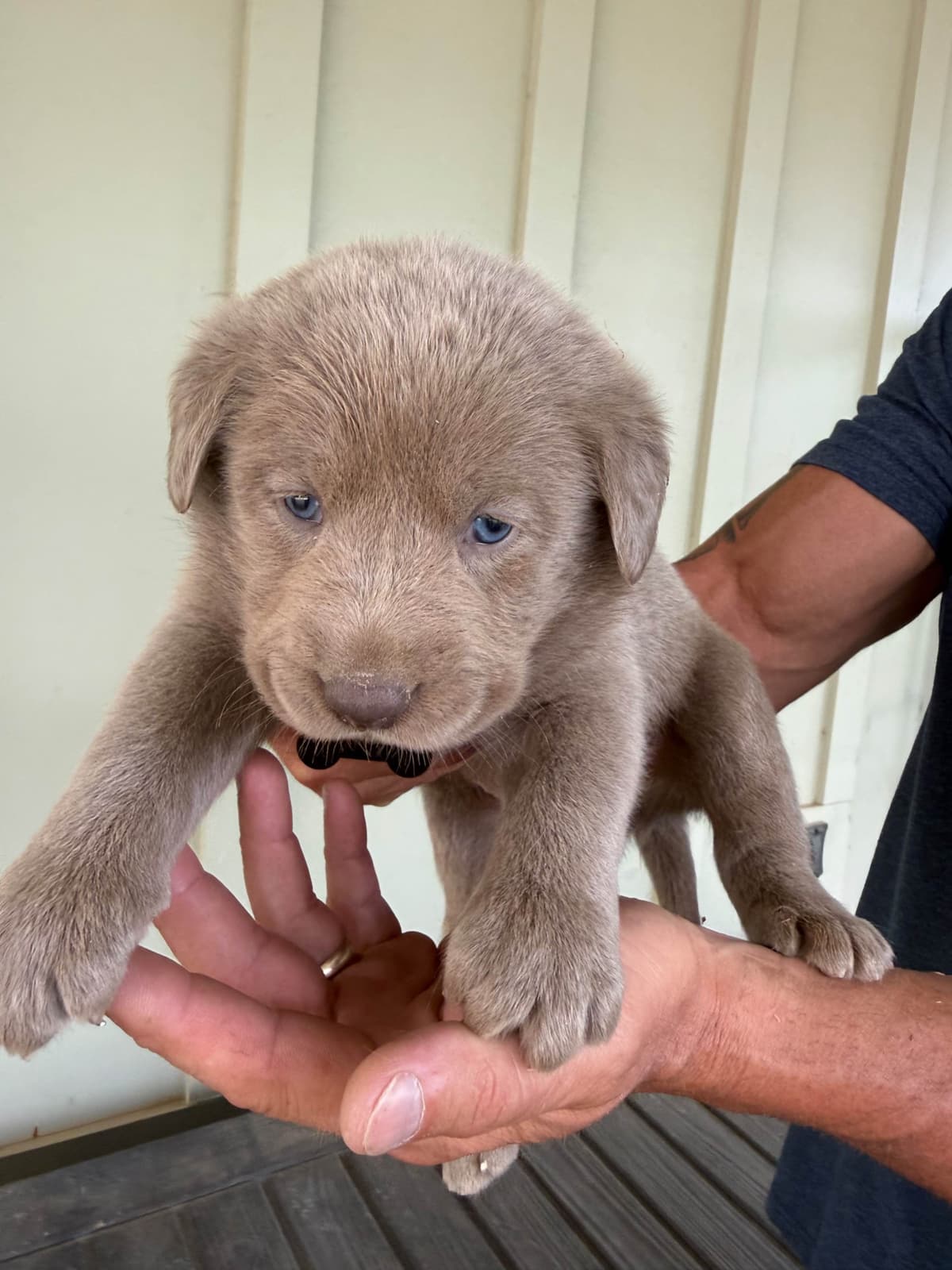 Silver Labrador Retriever Puppies breeder image 15