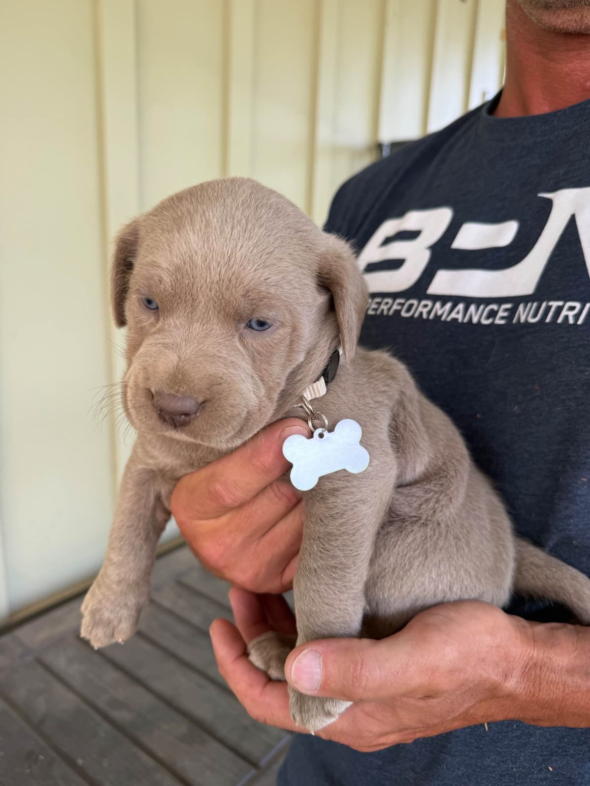 Silver Labrador Retriever Puppies breeder image 21