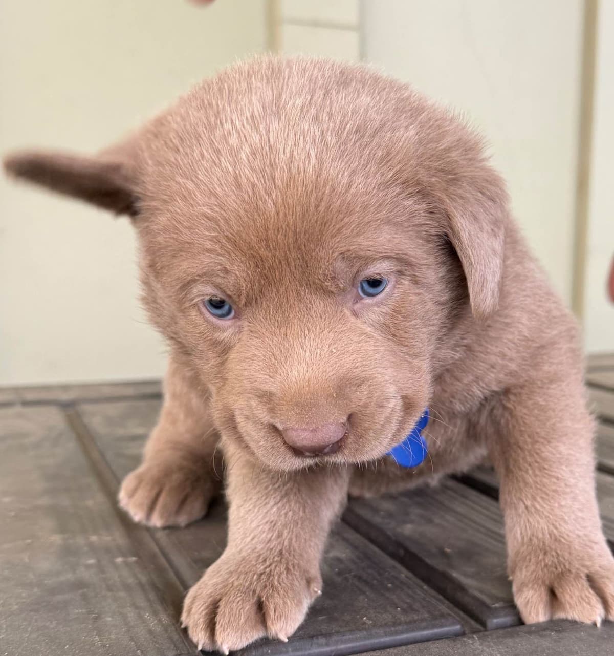 Silver Labrador Retriever Puppies breeder image 12