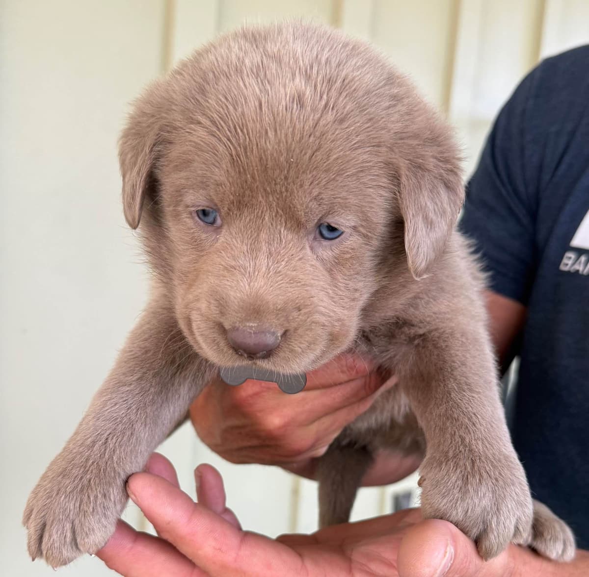 Silver Labrador Retriever Puppies breeder image 16