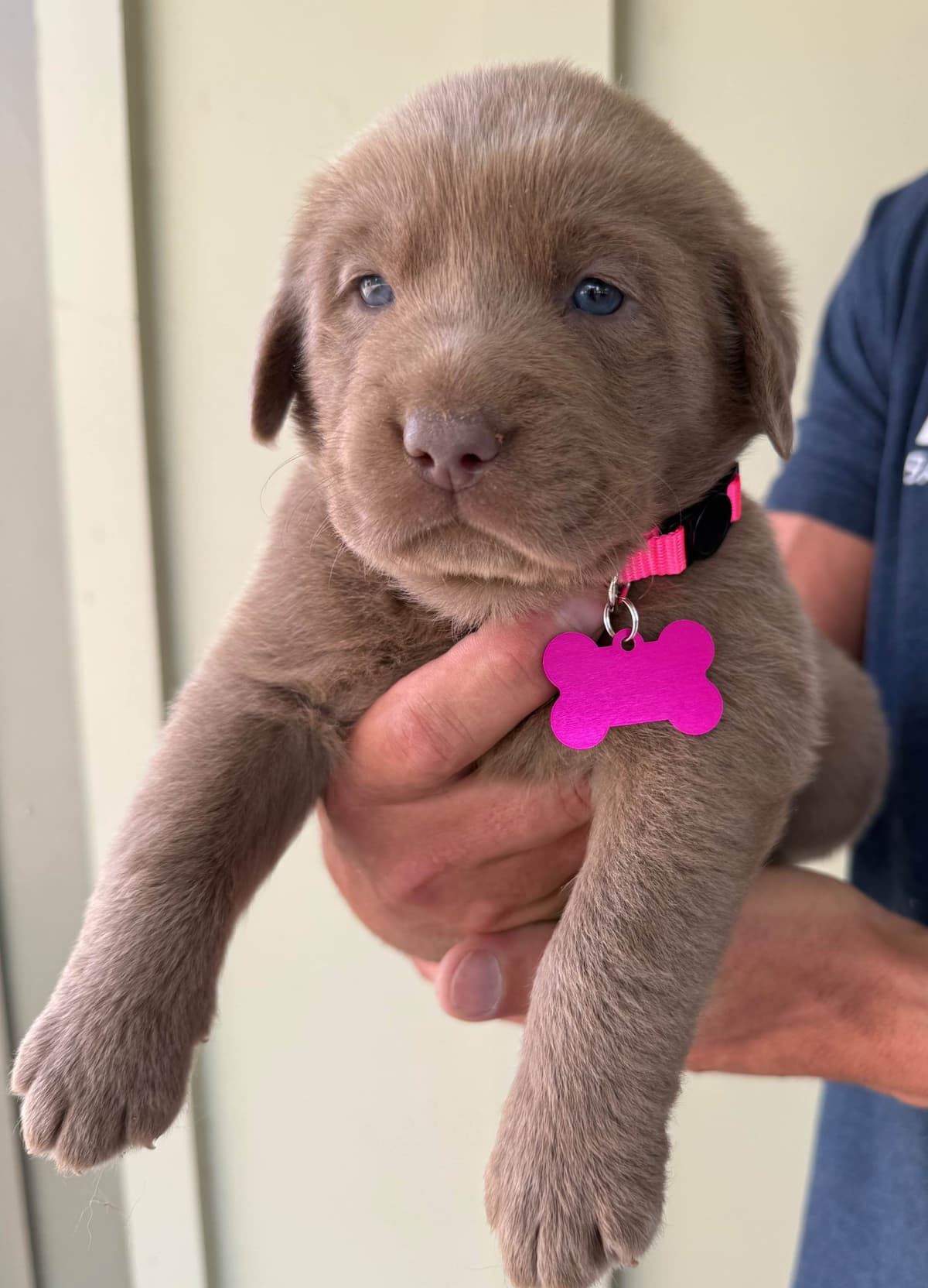 Silver Labrador Retriever Puppies breeder image 6