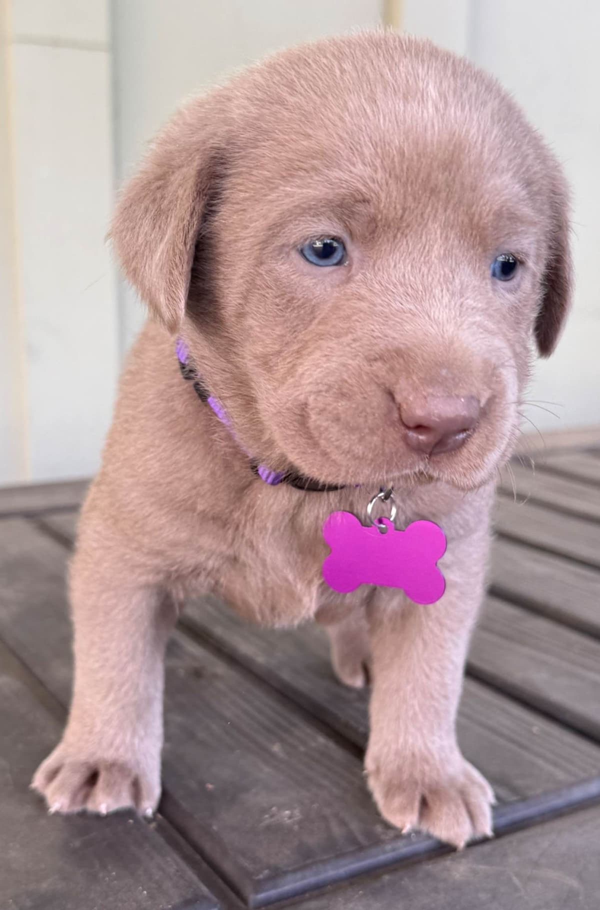 Silver Labrador Retriever Puppies breeder image 9