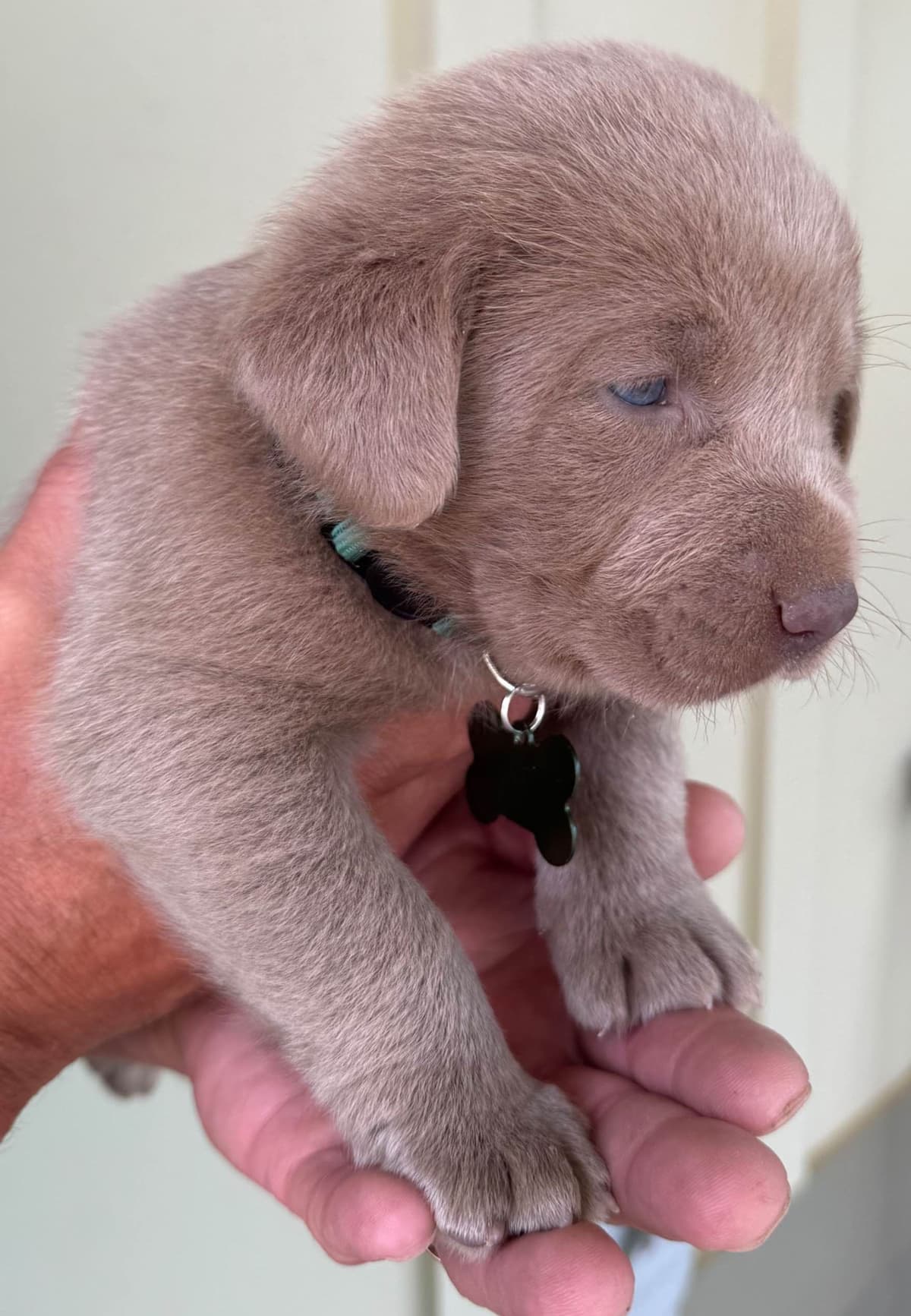 Silver Labrador Retriever Puppies breeder image 14