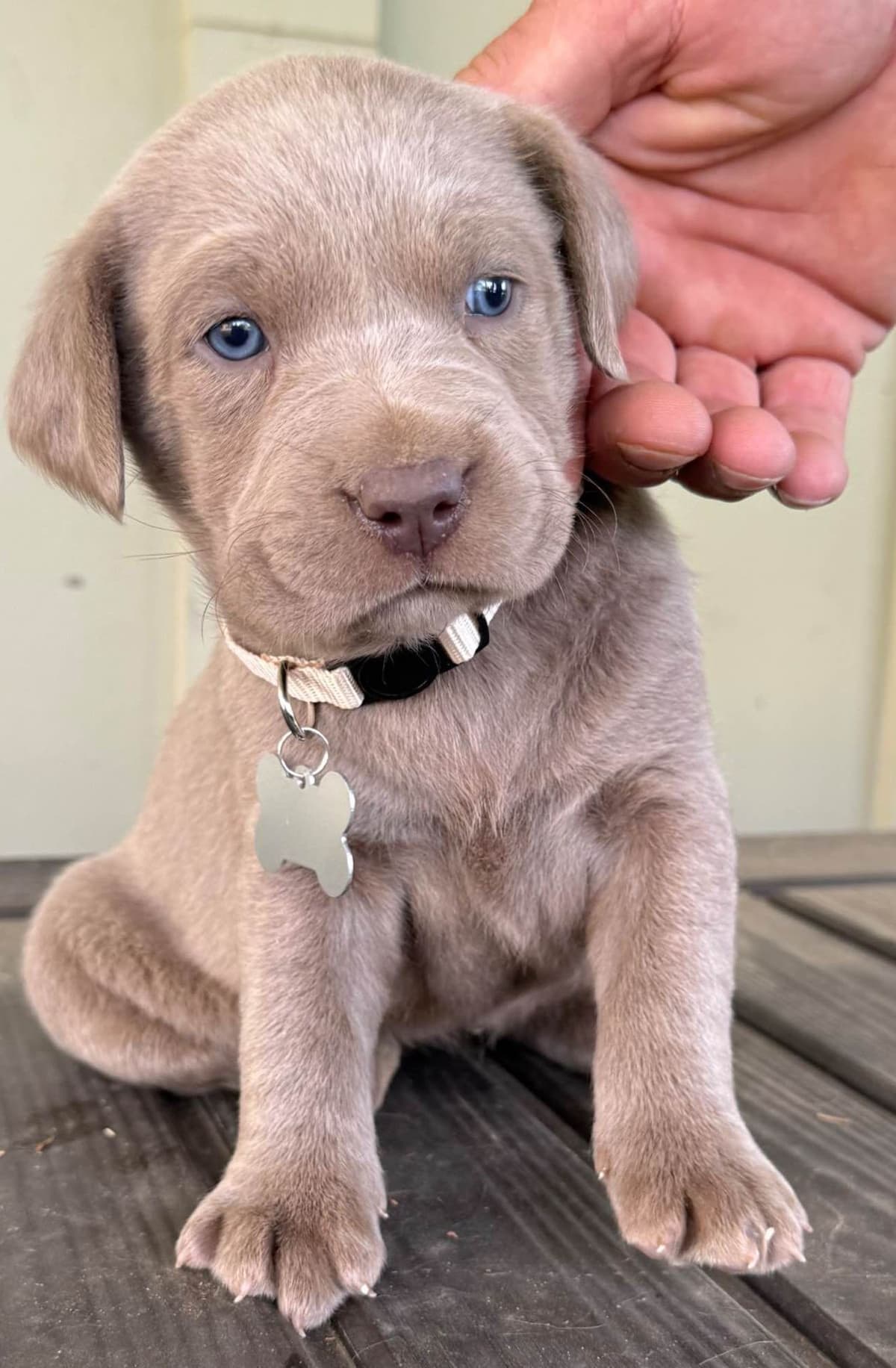 Silver Labrador Retriever Puppies breeder image 23