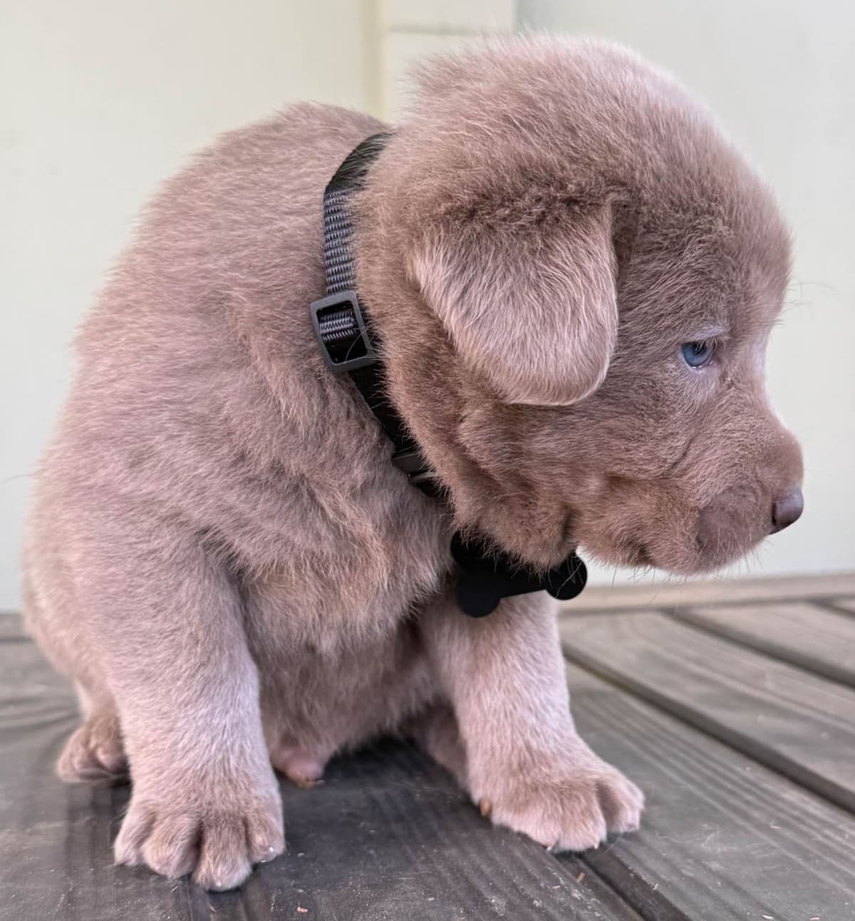Silver Labrador Retriever Puppies breeder image 17