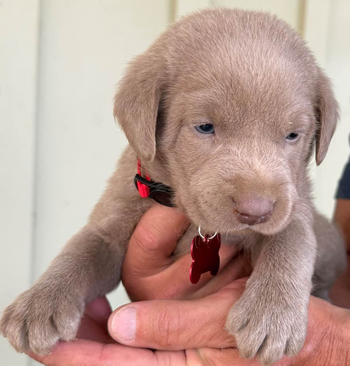 Silver Labrador Retriever Puppies breeder image 18
