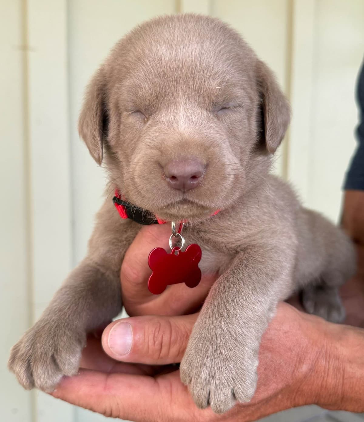 Silver Labrador Retriever Puppies breeder image 19