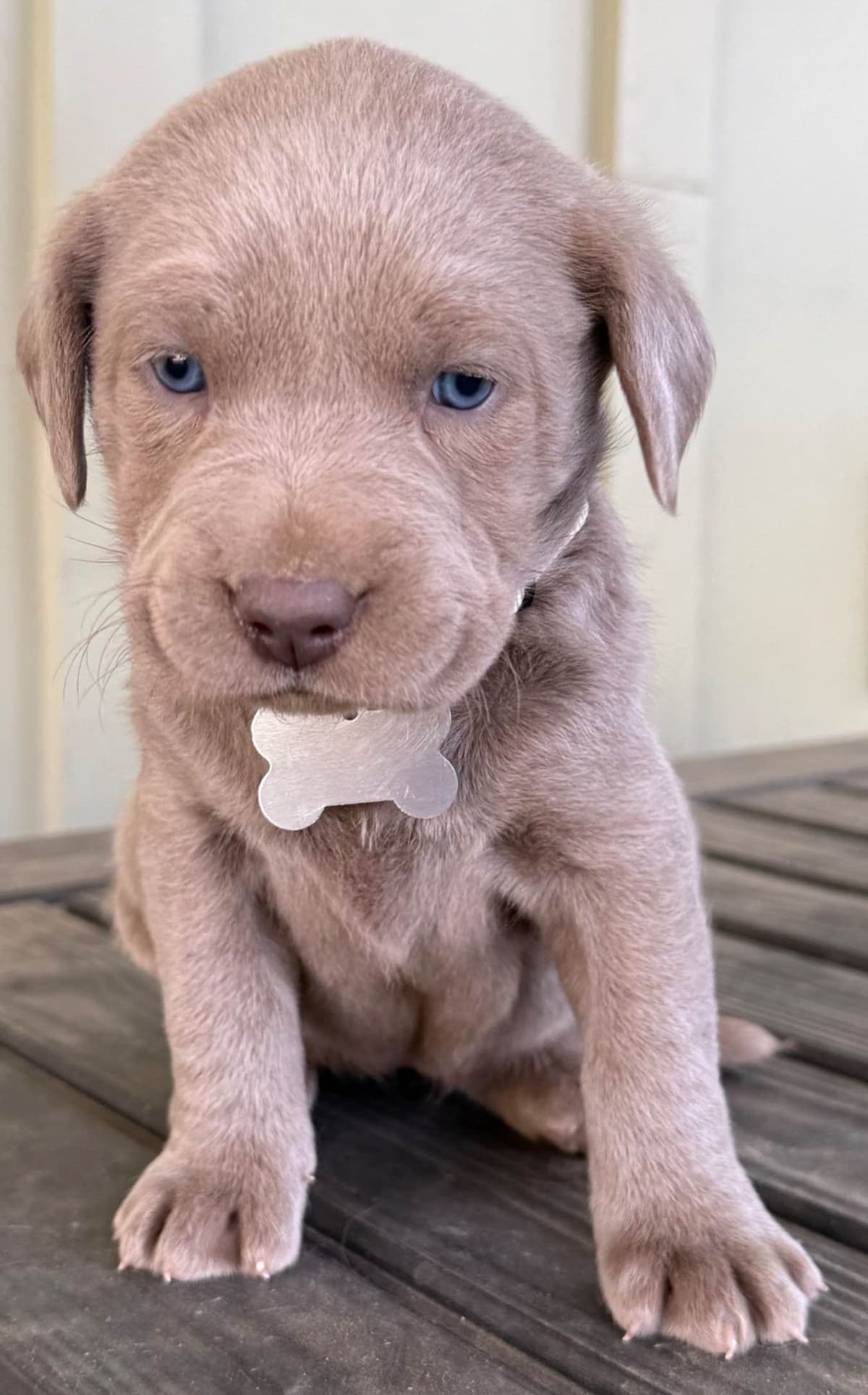 Silver Labrador Retriever Puppies breeder image 22
