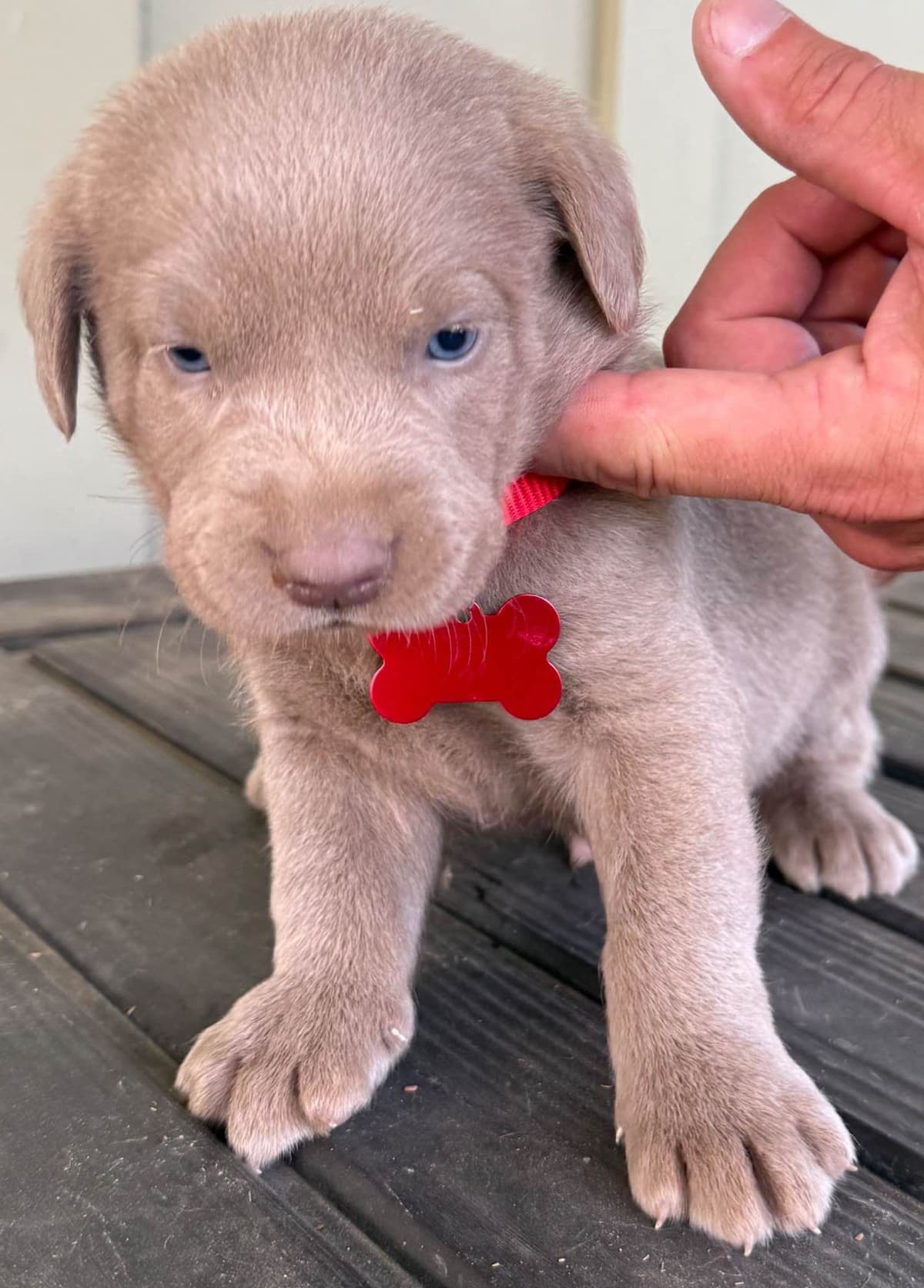 Silver Labrador Retriever Puppies breeder image 20